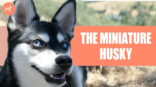 Mini Husky Dog Breed Info | The Tiny Version Of An Extraordinary Breed