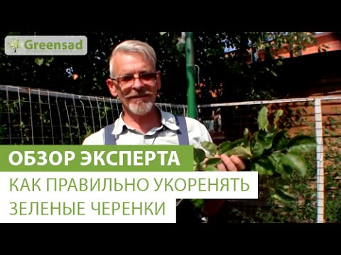 Как правильно укоренять зеленые черенки