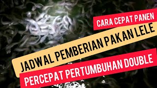 Jadwal Pemberian Pakan Lele  How To Feed The Catfish In Midnight