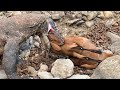 shocked when komodo attacks goat easily