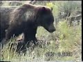 Yellowstone grizzly 2000