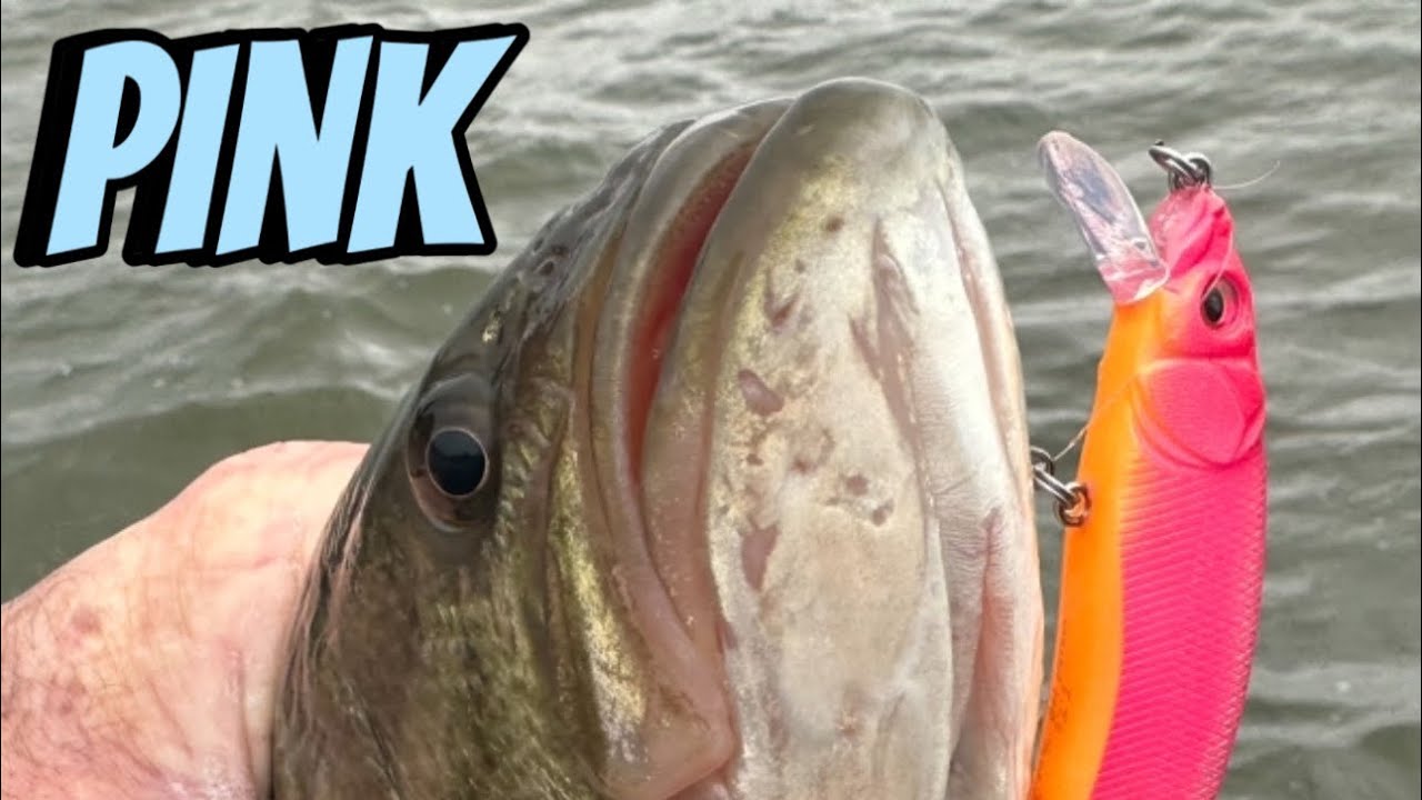 You Can't Beat Pink Lures Under THESE Conditions 