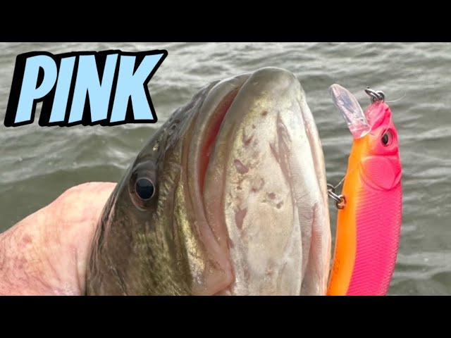 You Can't Beat Pink Lures Under THESE Conditions 