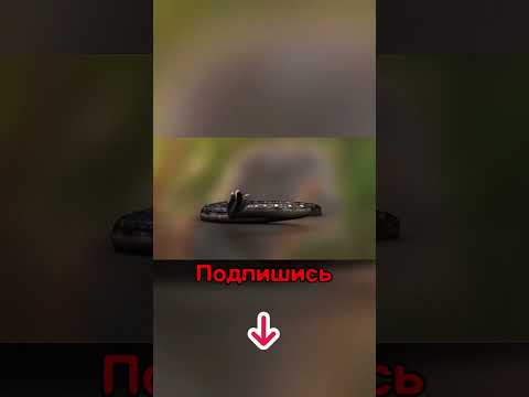 Почему же Кошки Боятся Огурцов?!😳 #shorts #кошка #огурцы