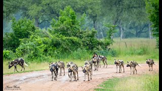 Safari action in South Luangwa National Park!