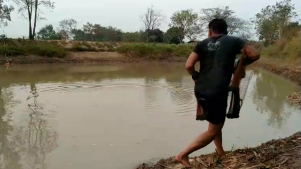 ตัวใหญ่มากชนจนแหขาด