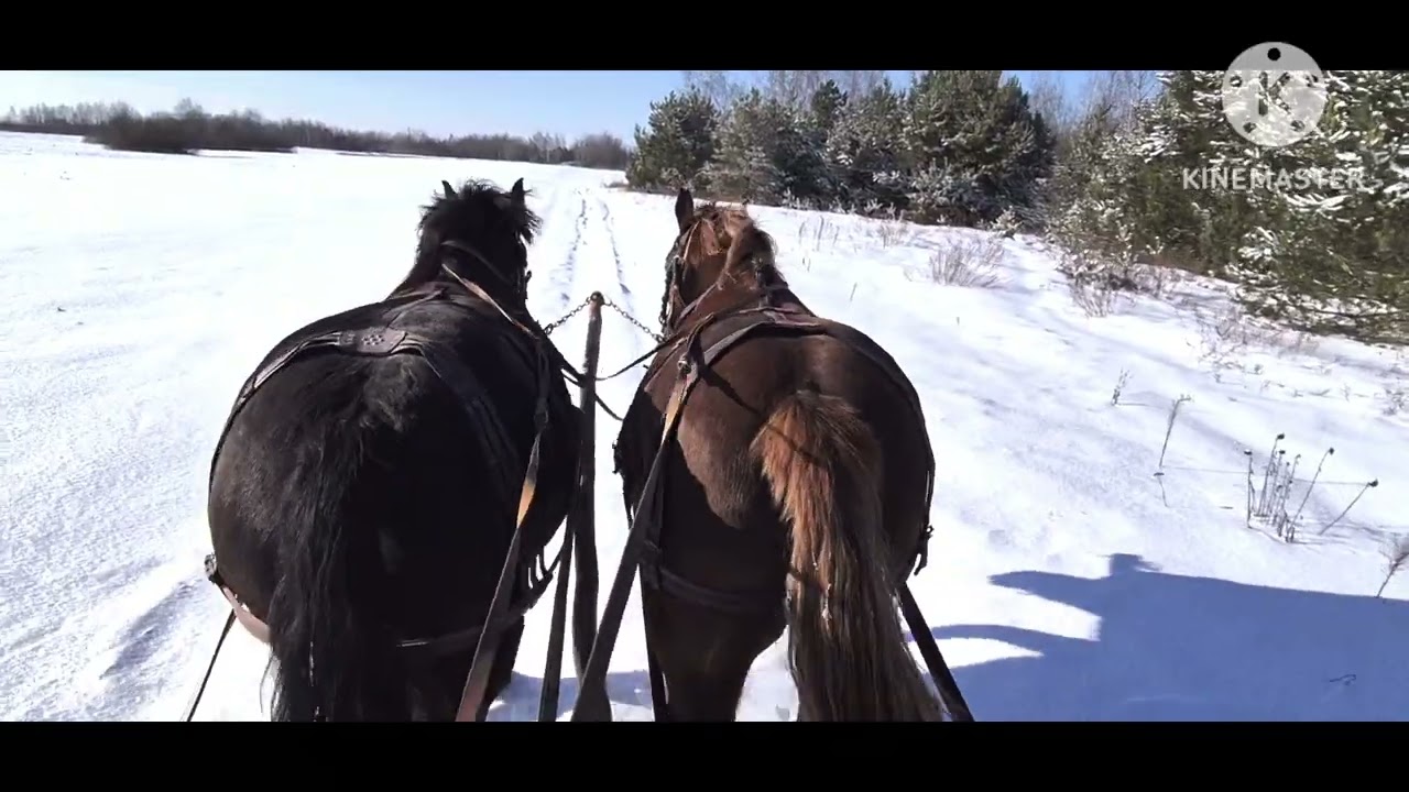 Останні дні зими на конях. Ідеальні коні і не ідеальні...