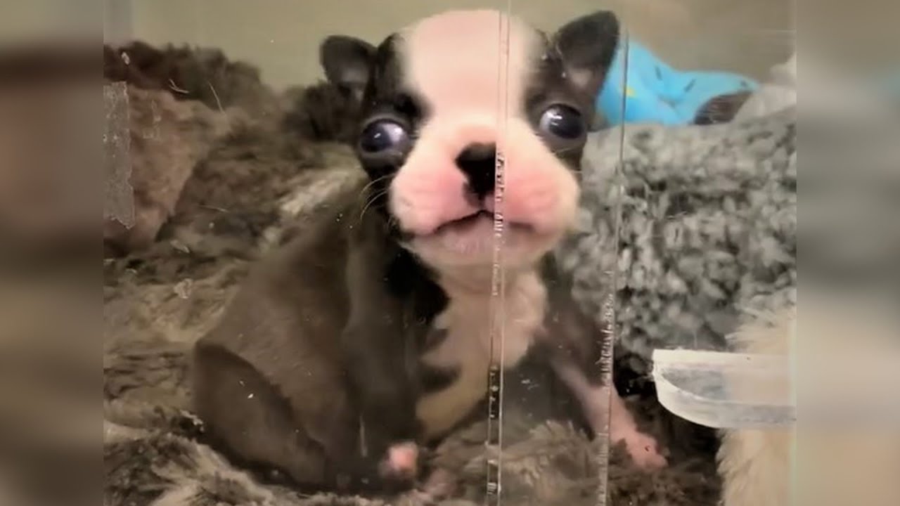 Amazing Transformation of Tiny Dog After Rescued Dog Rescue Stories