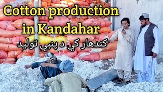 Cotton production in Kandahar || کندهار کي د پنبي تولیدات || Afghanistan ||4 October 2022