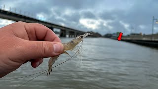 Using LIVE SHRIMP to Catch The BEST Tasting INSHORE Fish!!