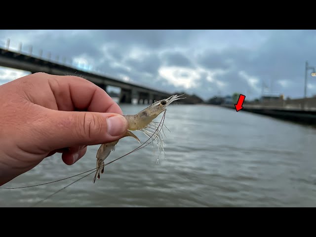 Hooked on Lure Fishing: New Book Release! - DG Fishing