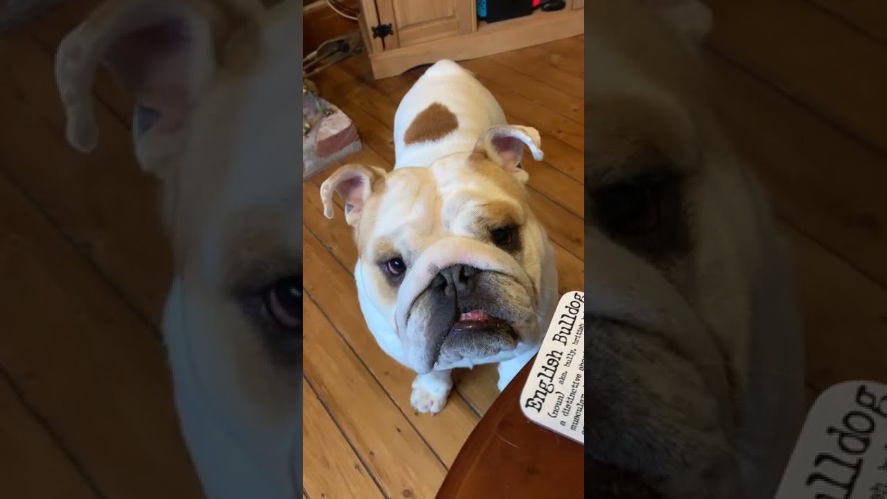 Dog smilies for a new toy 😆