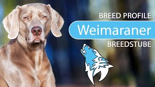 ► Weimaraner Breed Profile [2022] Temperament & Training by Hundefan 692 views 1 year ago 4 minutes, 57 seconds