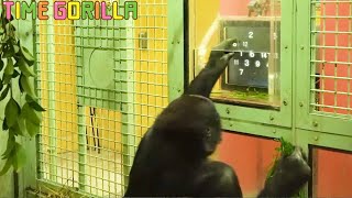 【ゴリラ ASMR】ゲンタロウ「天才とは１％のひらめきと99％の努力である」【gorilla 京都市動物園 Gentaro】