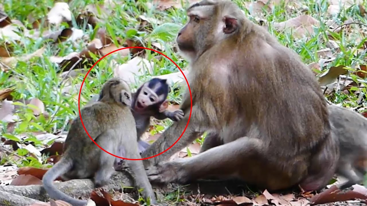 Janna and Jody babies monkey tries to show to favorite style to their aunt Teresa interest