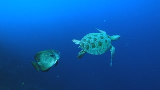 【海龜保育】為海龜找生路｜海洋生物的未來 (我們的島 第903集 2017-04-24)