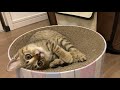 爪研ぎの上でくつろぐ仔猫