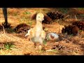 The Mystery of the Missing Sandhill Crane Baby - YouTube ver..wmv