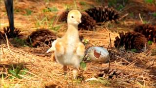 The Mystery of the Missing Sandhill Crane Baby  YouTube ver..wmv