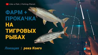 Fishing Planet - Фарм и Прокачка на Тигровых Рыбах на реке Конго