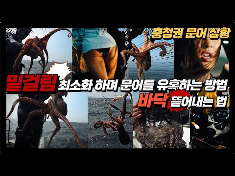 풍낚TV 문어낚시/8월13일 밑걸림 최소화하며 문어를 유혹하는 방법/충청권문어 현재상황/밑걸림시 대처법/범블비호/Octopus fishing