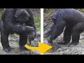 Man Sees Primate Digging In Mud, Can&#39;t Believe What It Finds