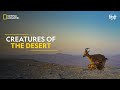 Creatures of the Desert | Hostile Planet | Full Episode | S1-E4 | National Geographic