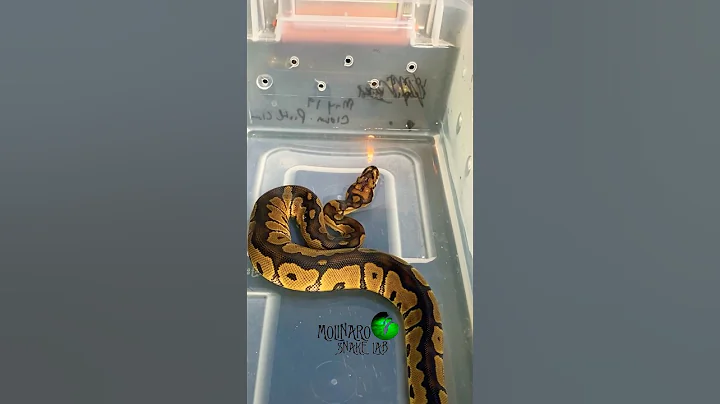 We had to say goodbye #molinarosnakelab #shorts #python #petsnake #ballpython #royalpython #reptiles