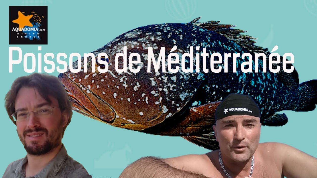 Poissons De M diterran e Marseille REDIFFUSION YouTube poissons-de-m-diterran-e-marseille-rediffusion-youtube