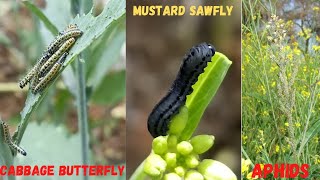 This is what happens when there are 3 insect pests on one mustard plant...!!!