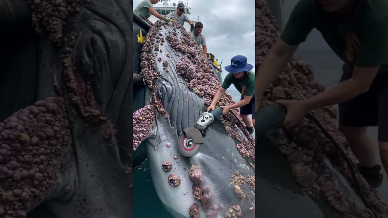 Entfernen von Seepocken von einem Wal 