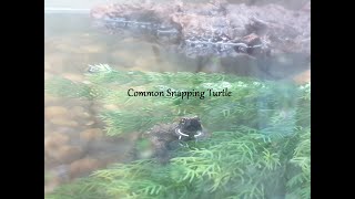 COMMON SNAPPING TURTLE!