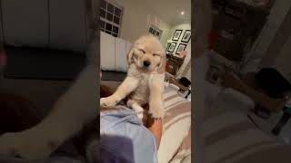 Precious Puppy Falls Asleep While Owner Carries It