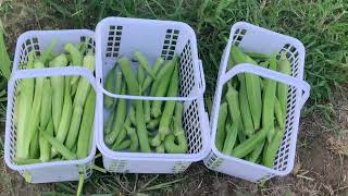 Growing Different Okra Varieties! Comparing the Crimson Spineless, Emerald Green & Perkins Long Pod