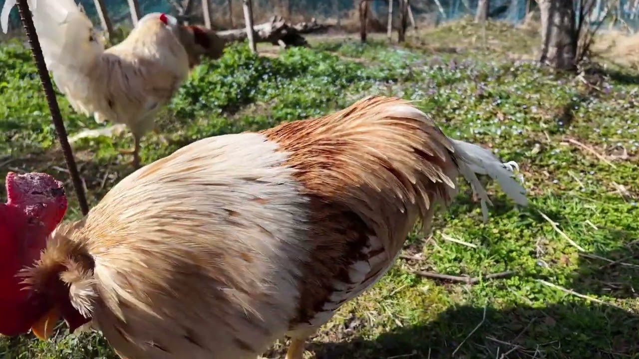 今日のコッコ、立つことができない黒かしわに寄り添う黒チャボ・・
