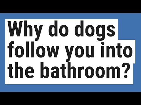 Why do dogs
