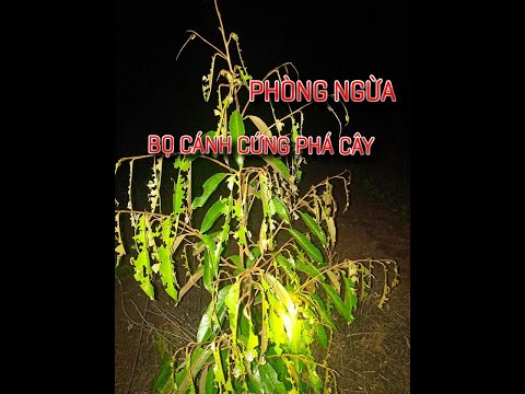 Video: Bọ Cánh Cứng Lá Cải Dầu Ngoạn Mục