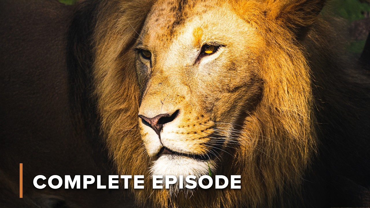 Africa’s Big Five: How Giants Survive the Wild’s Greatest Threats | Wildlife Icons 102