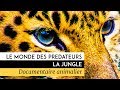 Le monde des prédateurs - La Jungle