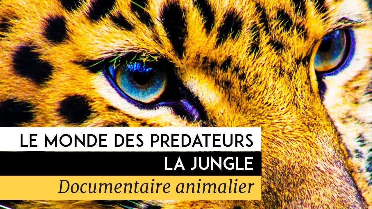 Le monde des prédateurs - La Jungle - YouTube