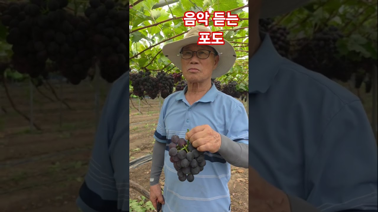 음악으로 크는 최고의 맛난포도 (유민농장 010. 8990 4208)