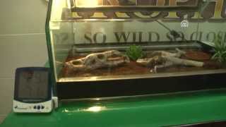 Anadolu Ajansı - Çift başlı yılan Antalya'ya getirildi