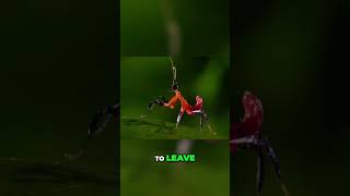 Insect Predators Survival In The Undergrowth