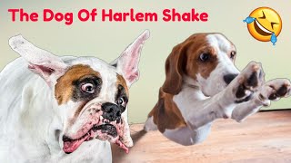 The Dog Of Harlem Shake 😂 by Welfare Of Dogs 416 views 3 weeks ago 10 minutes, 55 seconds