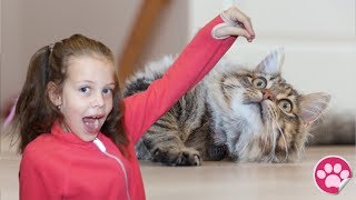 Поход в Cat Cafe, играем с кошками 🐱🐱🐱 Поход в Cat Cafe, играем с кошками 🐱🐱🐱