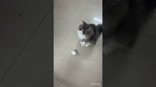 Kitten & Egg Chaos Ensues Catshorts