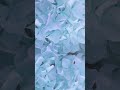 Galaxy Themes - [poly] skyblue flower road