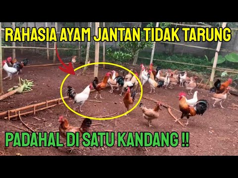 Video: Bisakah kamu menyatukan keet dan ayam?