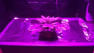 Bubbleponics deep water culture Mars Hydro reflector 96x5