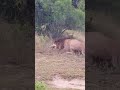 A lion caught a fox।एक शेर ने एक लोमड़ी को पकड़ लिया#africa #shorts 🐅